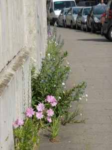 Blumen an Mauer