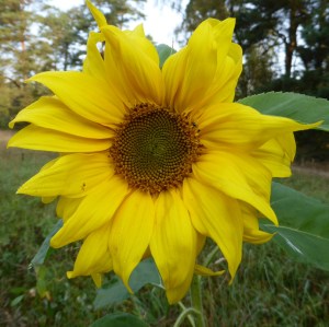 Wünsche Euch einen glücklichen Sonntag und eine wunderbare Woche